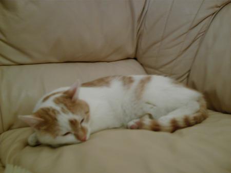 Pacha se repose 1.